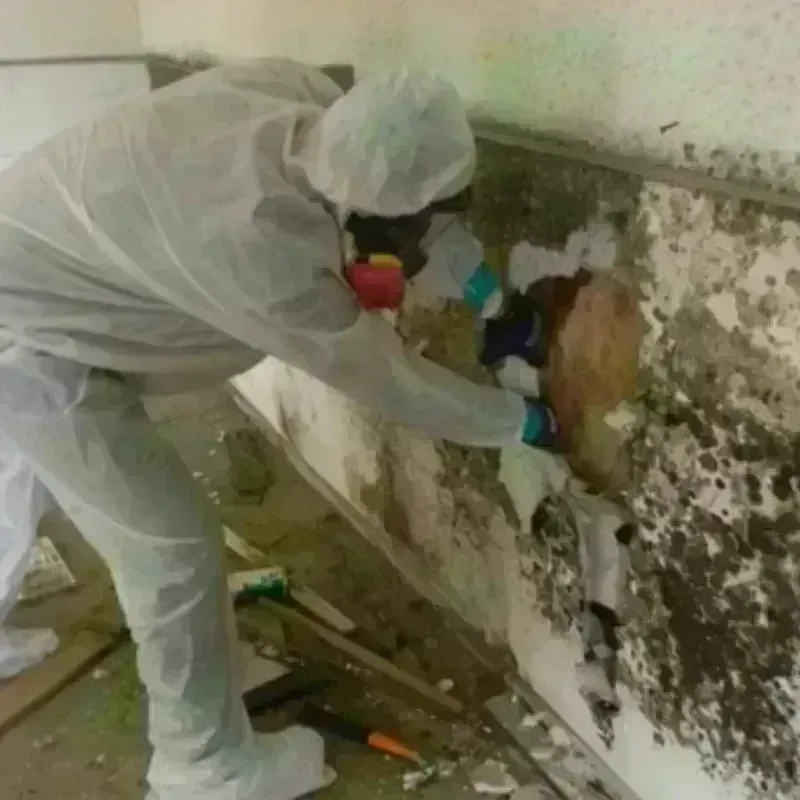 Mold Remediation and Removal in Prattville, AL